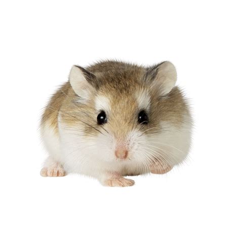 hamsters for sale at petsmart near me|hamsters for adoption at petsmart.